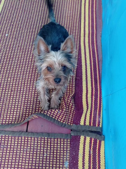 Развяза йоркширского терьера