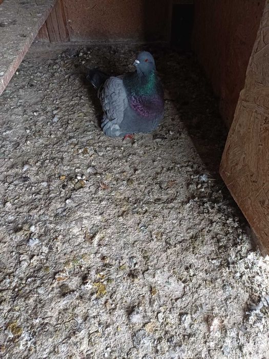 Sprzedam gołębie mondainy