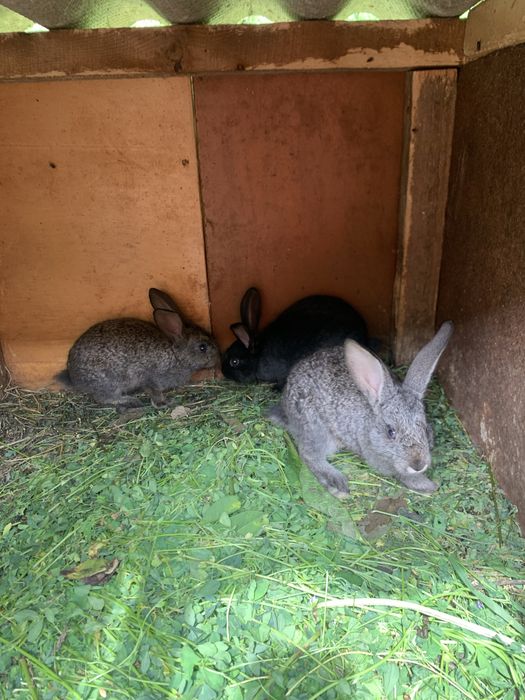 Молодняк кроликів різних порід від 1,5,2,5,3 місяців є самочки,і самці
