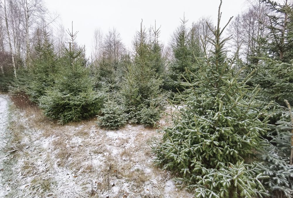 Duże choinki świerki plantacja
