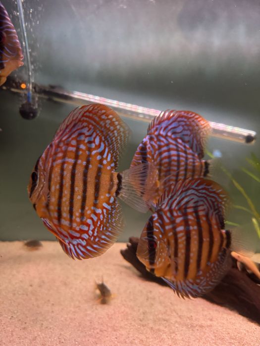 Peixes Discus Saudáveis