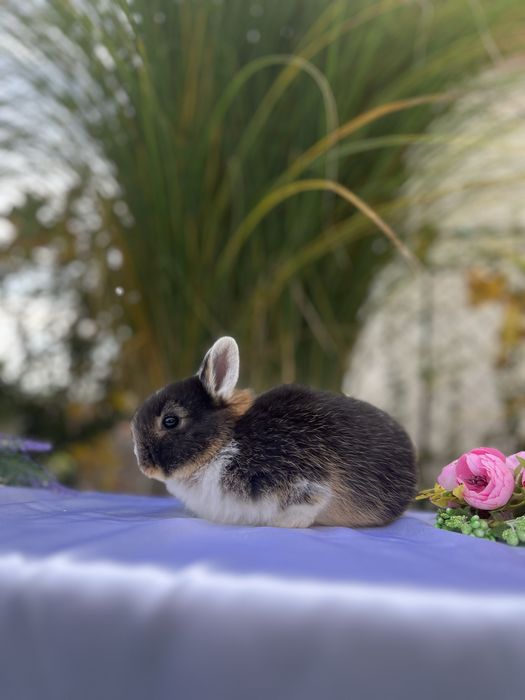 Нідерландс.карлик.Голландська дівчинка