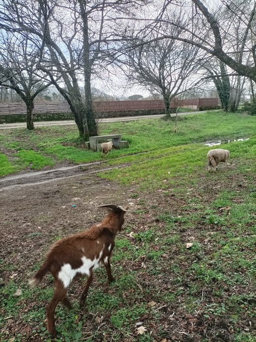 Cabras e ovelhas