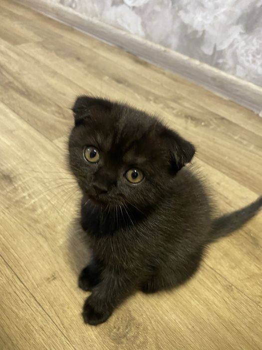 Шотландские котята