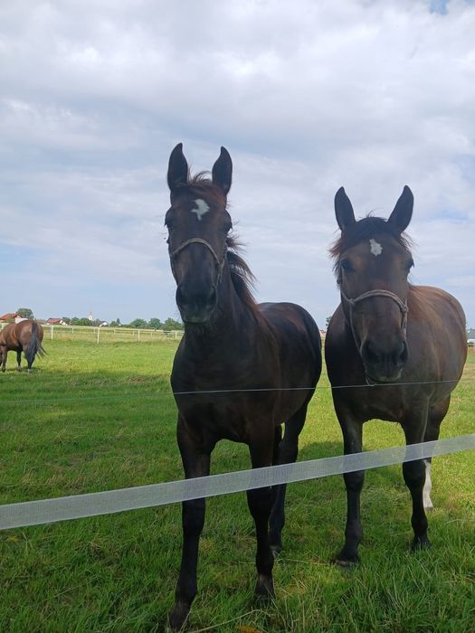Sprzedam klacze śląskie