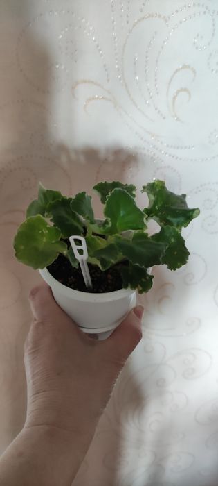 Фіалки продам молоді стартери.