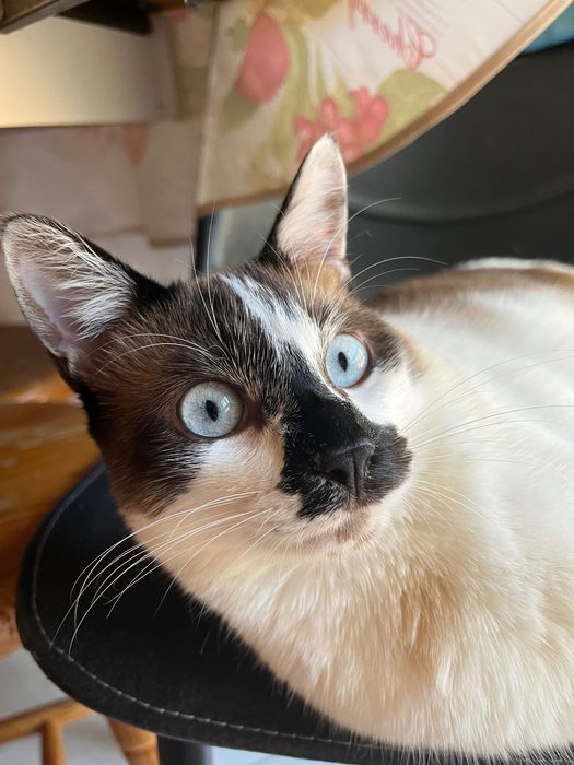 Doação de Gato responsável