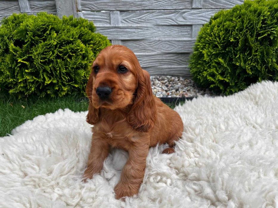 Piesek Cocker spaniel angielski