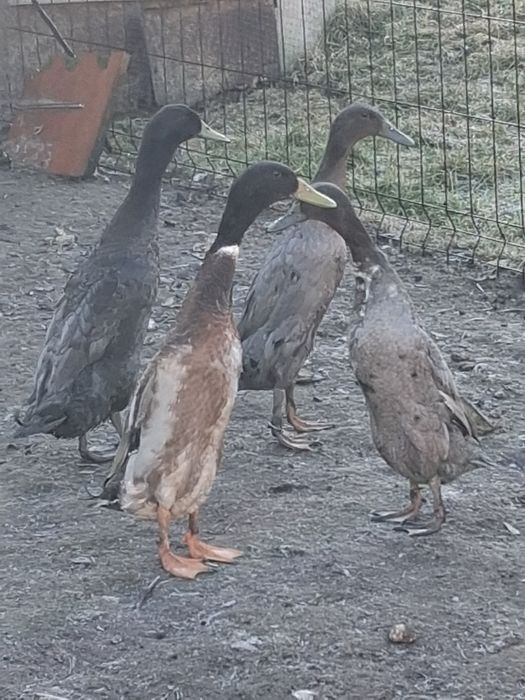 Sprzedam  czterech  kawalerów