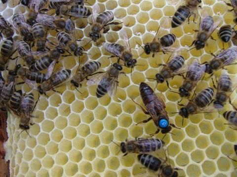 Бджоломатки Карніка Варроатолеранц (VT) селекційні, бджоли