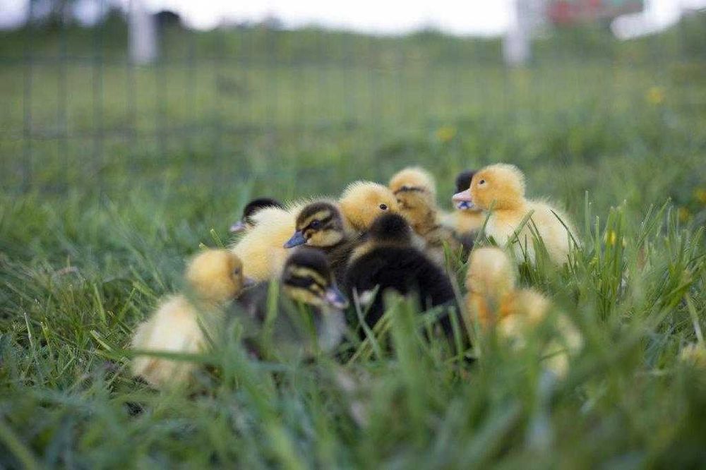 Młode kaczki pekin, mulard, dworka, staropolska dowóz gratis