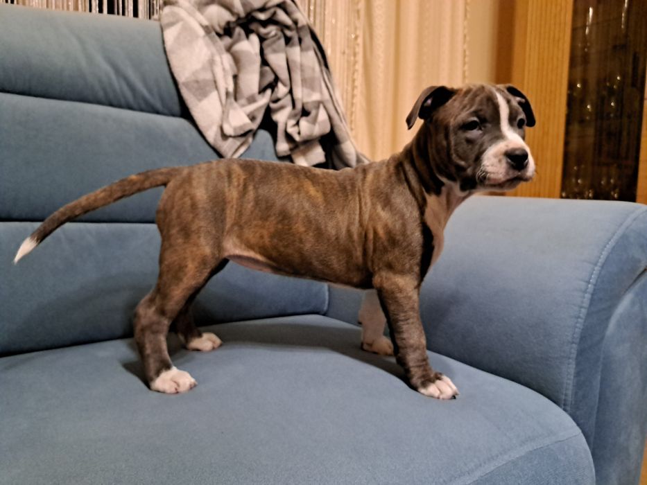 Amstaff   suczka   błekitno -pręgowana