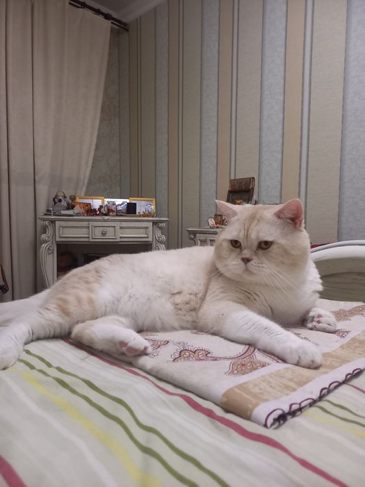 Шотландський  кіт в"язка