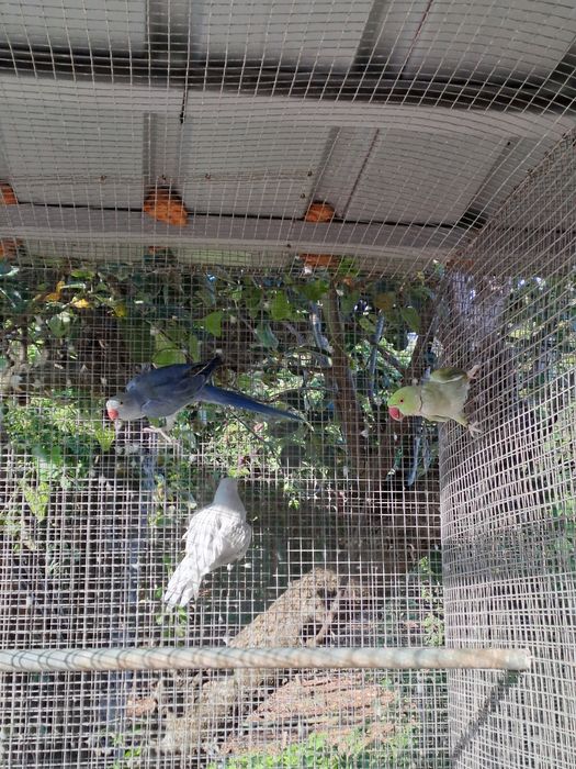 Vendo ou troco lote de  Ring Necks