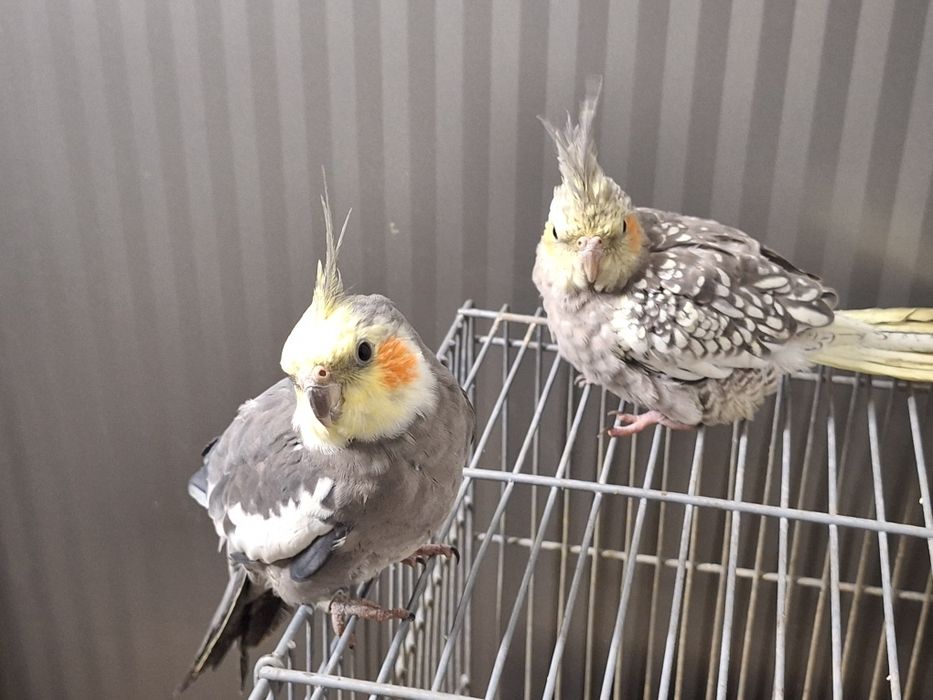 Cataturas  domisticadas