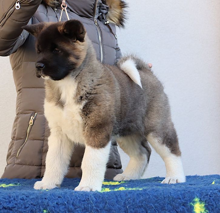 Akita Amerykańska suczka