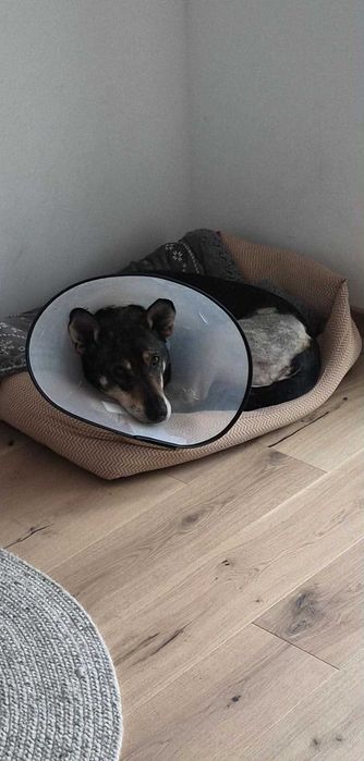 Kto przygarnie biednego seniorka? Master szuka domu stałego