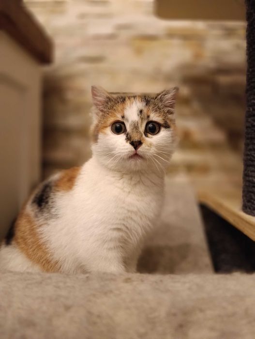 KRUSZONKA i CHAŁWA szukają tylko wspólnego domu! Adopcja razem