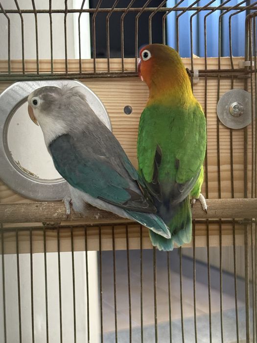 Casal Reprodutor de Agapornis Fischeri