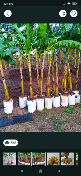 Bananeiras envasadas enrraizadas