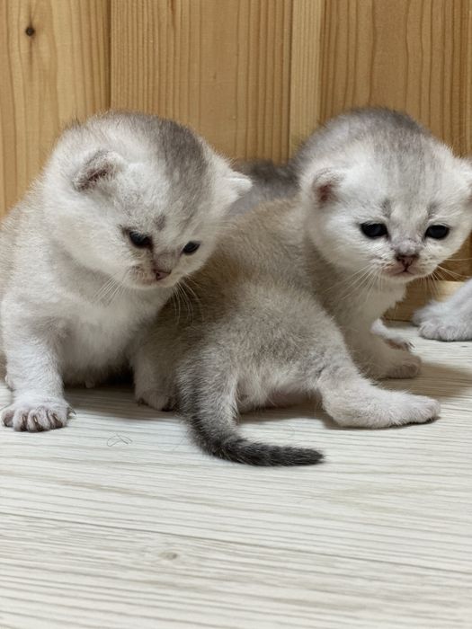 Шотландські  кошенята