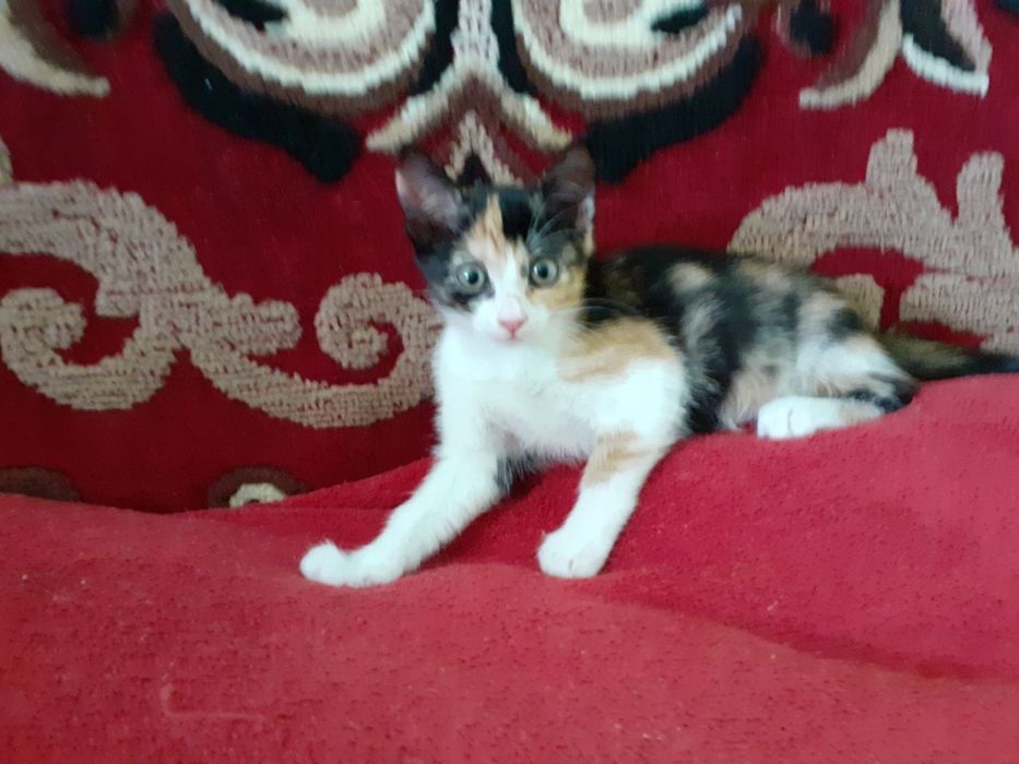 Чудо! Трёхмастная девочка кошечка котёнок котеня принесет вам счастье!