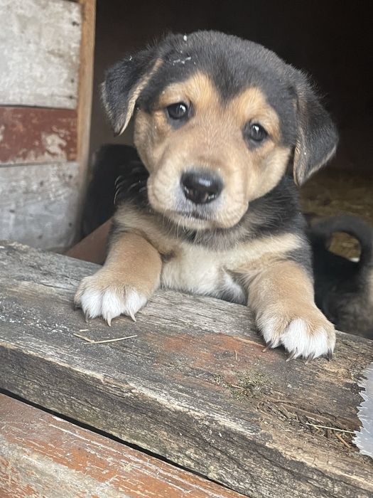 Щеночки в добрые руки