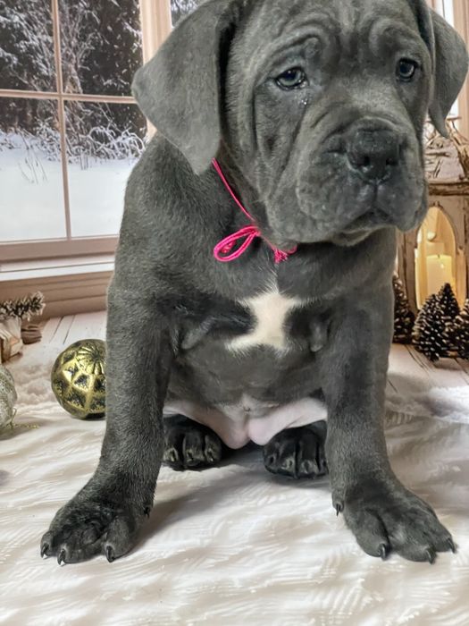 Цуценята Кане корсо