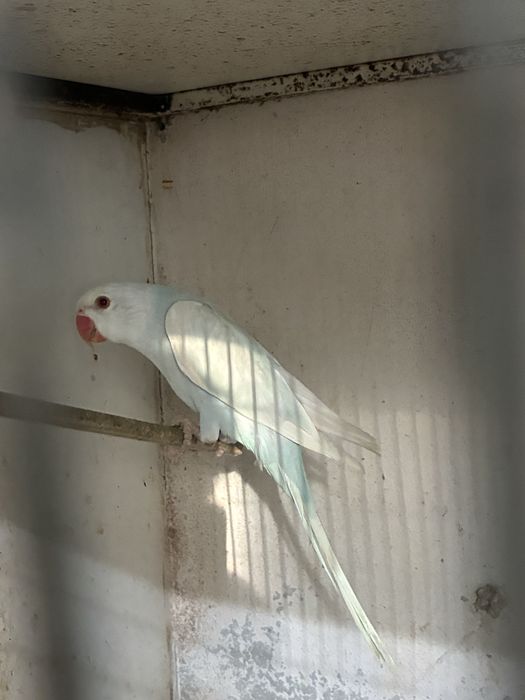 Ring Necks reprodutores e aves de 2025