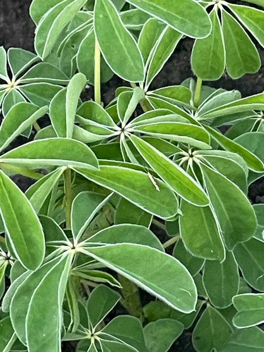 Насіння пшениці, тритикале, люпину та льону олійного