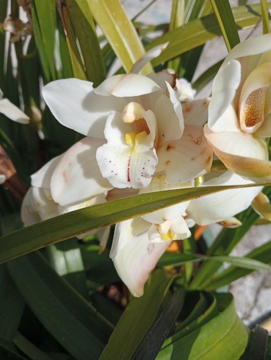Bolbos de orquídea branca 2€ cada um