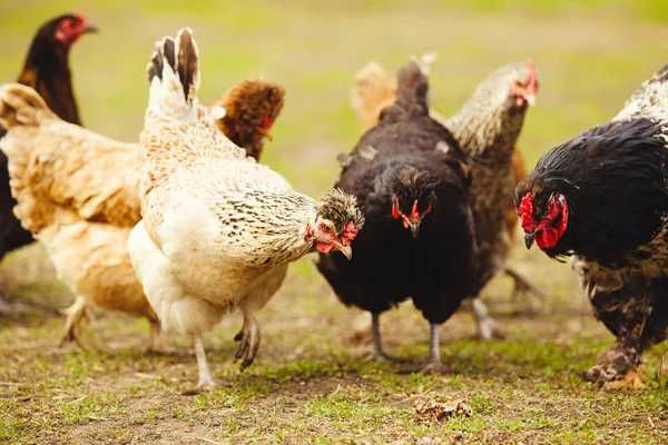 kury nioski przepiórki gołębie  koncentrat serwatkowy dla kur ptactwa