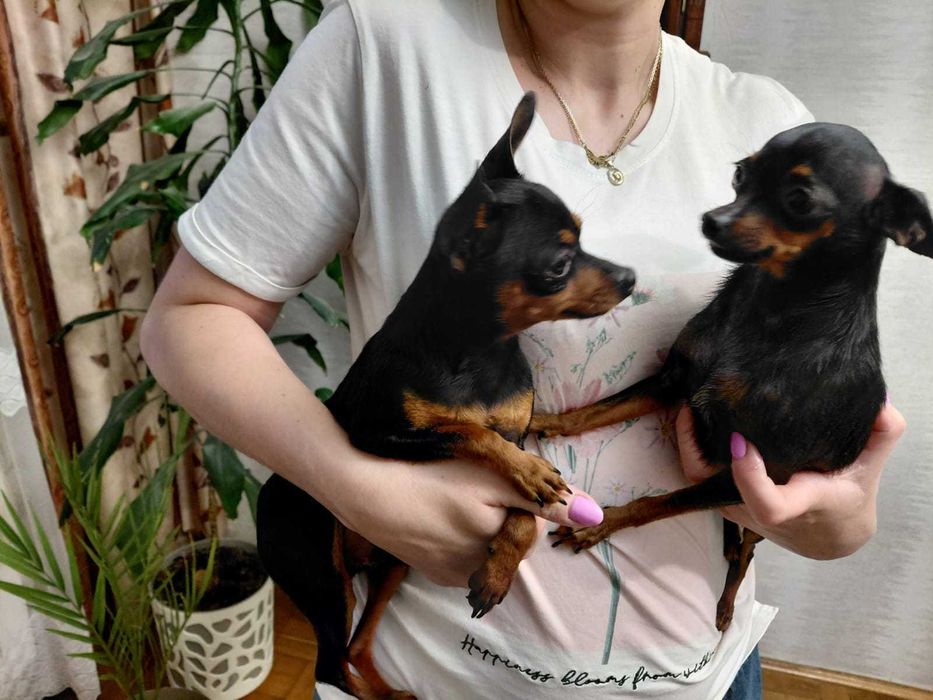 Ratlerek pinczerek sunia mini mini śliczna