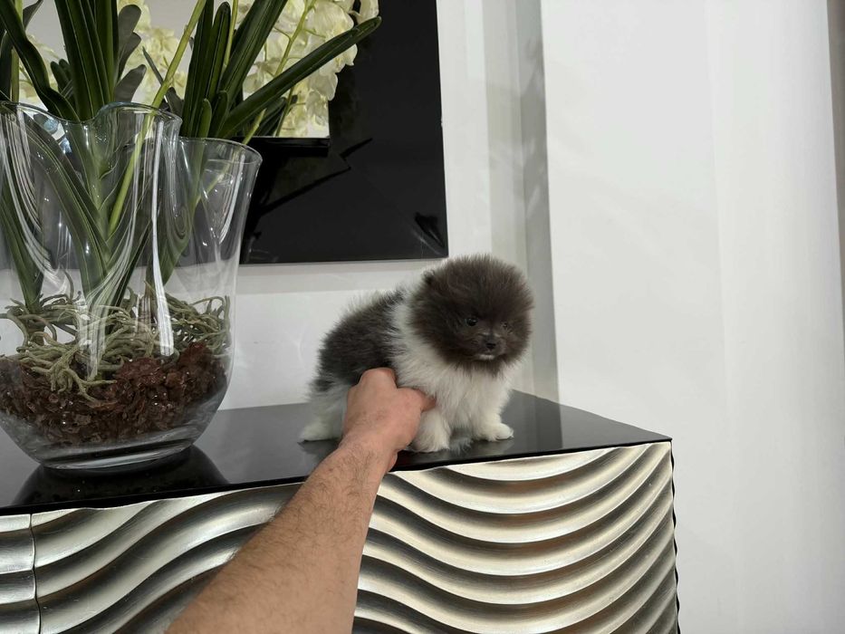 Spitz Anão e/ou Lulu da Pomerânia FEMEA BRANCA E AZUL com LOP e AFIXO