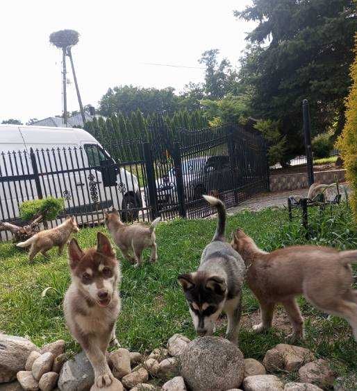 Szczeniaki syberian husky z Rodowodem