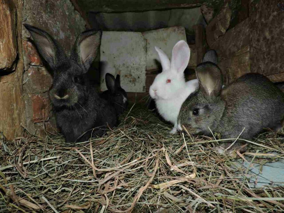 Продам кроленят змішаних порід.