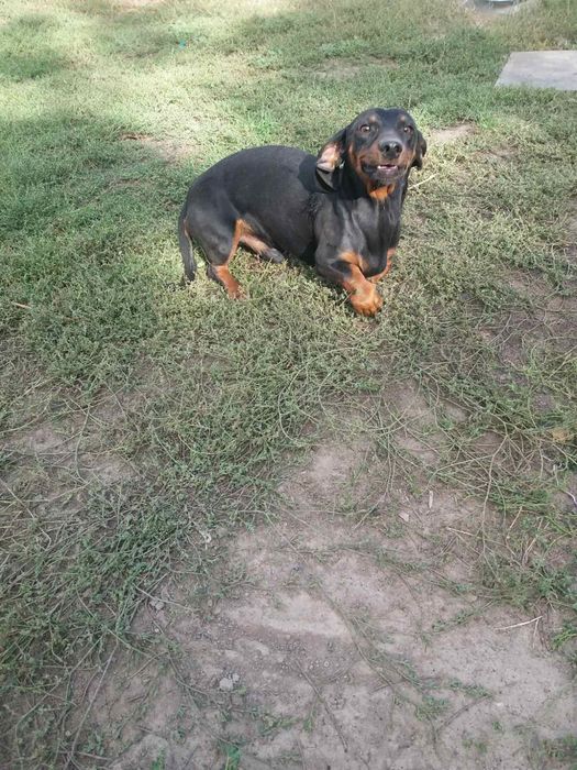 Вихований,підрощений хлопчик такса