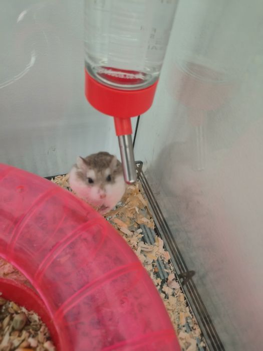 Chomik roborowski maly slodki