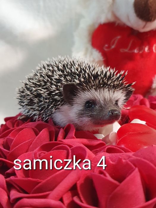 Jez pigmejski jez afrykański