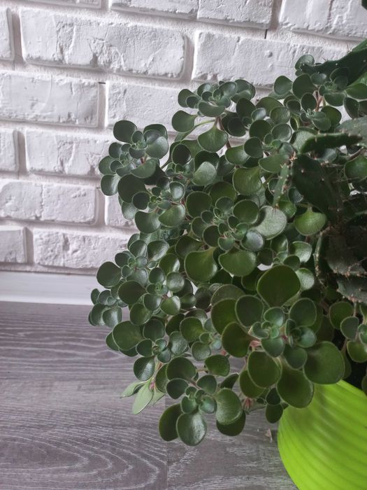 Drzewko milości Aichryson