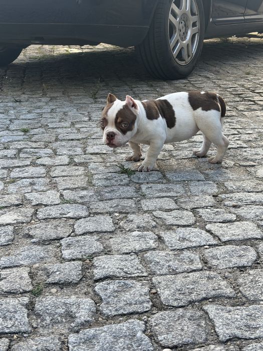 American bully micro femea