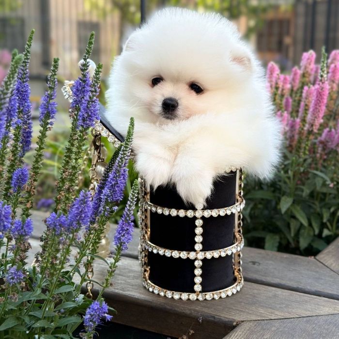 Szpic miniaturowy szczeniak pomeranian maly bialy bardzo grzeczny
