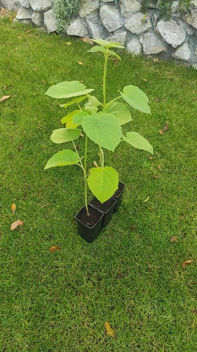 Paulownia Shan Tong / Drzewo Tlenowe / Oxytree