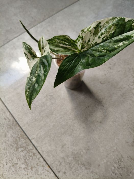 Syngonium Emerald Gem