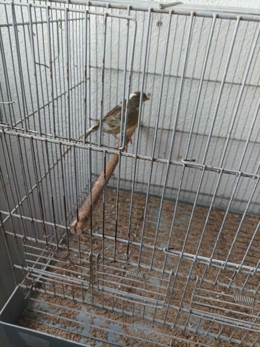 Canárias femeas raça arlequim bonitas e saudáveis