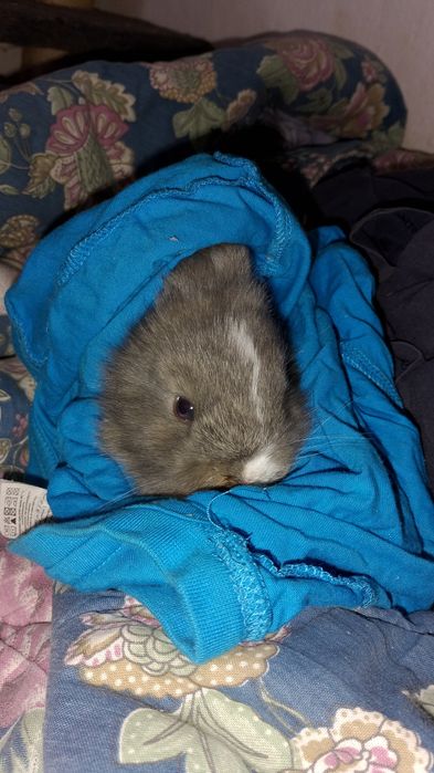 Coelhos anões  ninhada de 4 filhotes . nascimento 5 de setembro