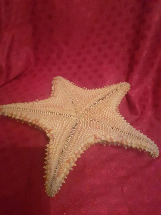 Rzadkie znalezisko  naturalna  rozgwiazda oceaniczna