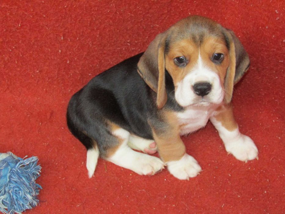 Beagle Tricolor de Qualidade, LOP/Pedigree, Porte Pequeno.