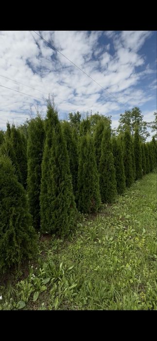 Продаж Туя Смарагд висотою 2 м.- 550 грн. В наявності велика кількість