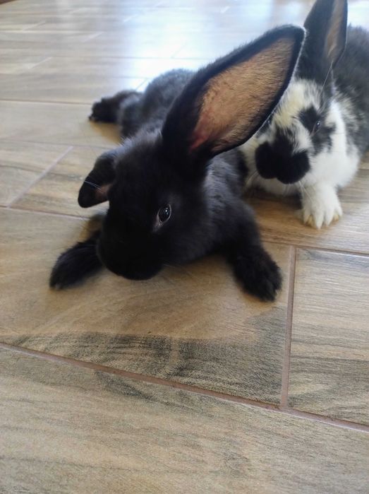 Króliki króliki czarne